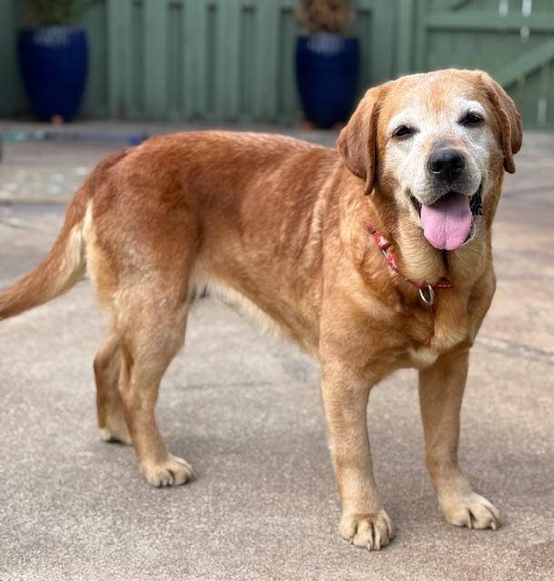 Enlarge Rue, a Adoptable Labrador Retriever in Indianapolis, IN image 6/6
