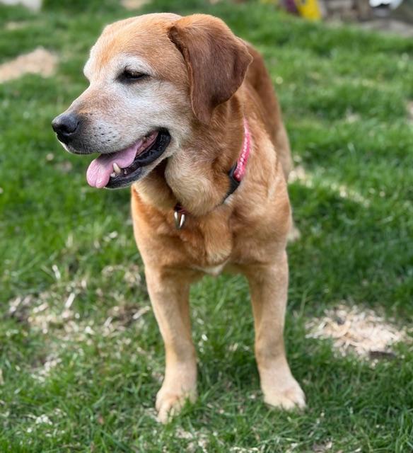 Enlarge Rue, a Adoptable Labrador Retriever in Indianapolis, IN image 4/6