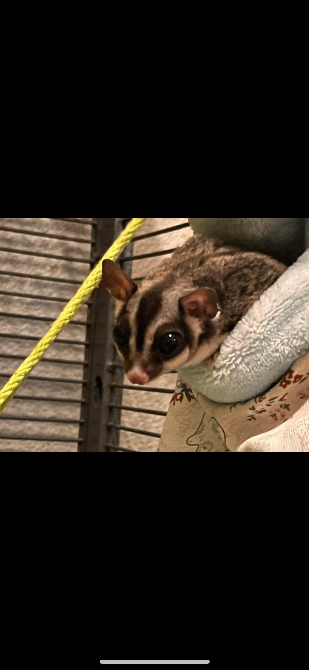 Gadget, Gidget & Lily, adoptable, Adult Female Sugar Glider.