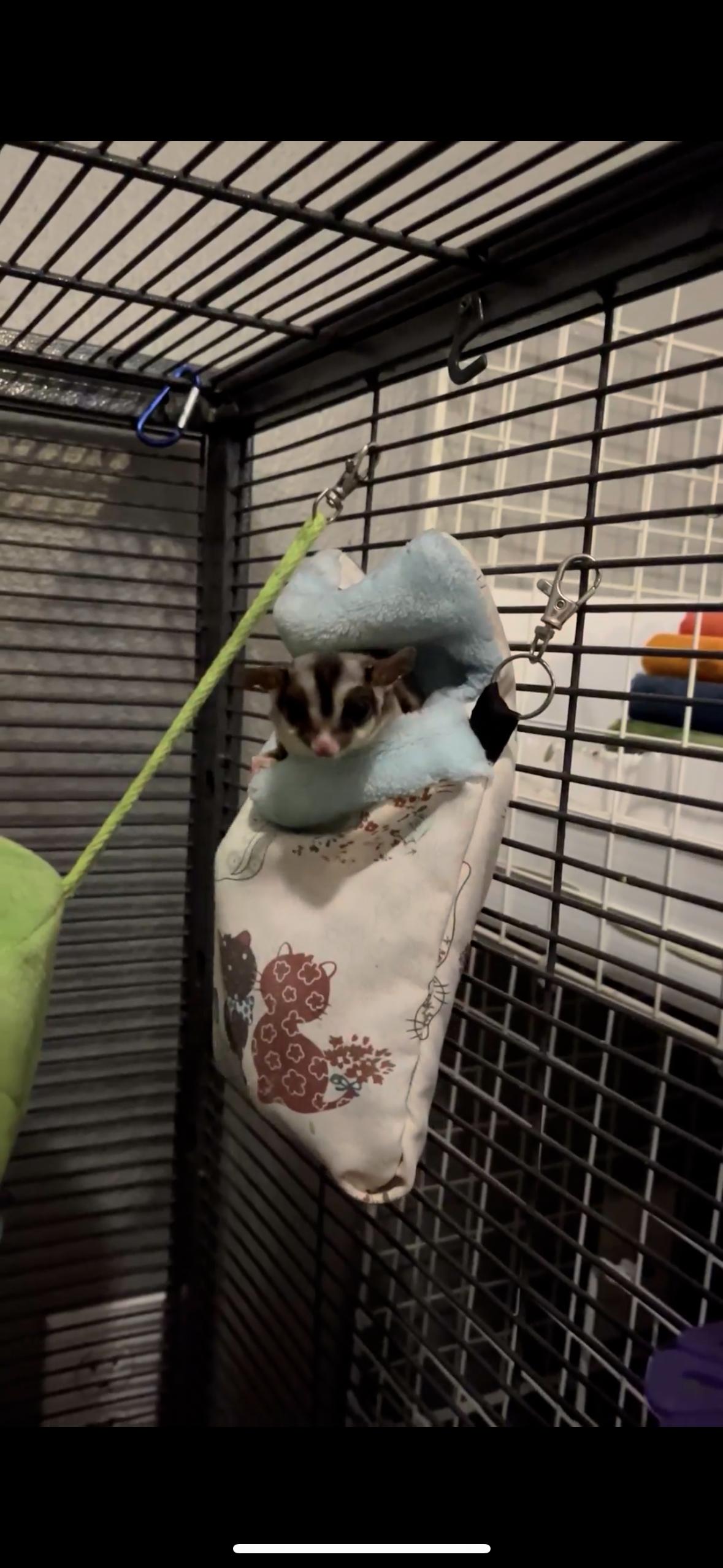 Gadget, Gidget & Lily, an adoptable Sugar Glider in Eugene, OR image 4/4