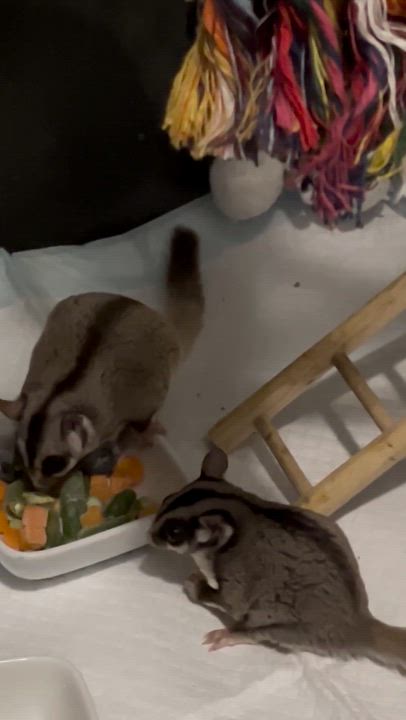 Enlarge Gadget, Gidget & Lily, a ADOPTABLE Sugar Glider in Eugene, OR video 1/2