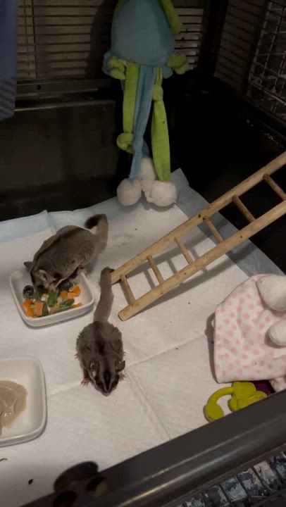 Enlarge Gadget, Gidget & Lily, a ADOPTABLE Sugar Glider in Eugene, OR video 2/2