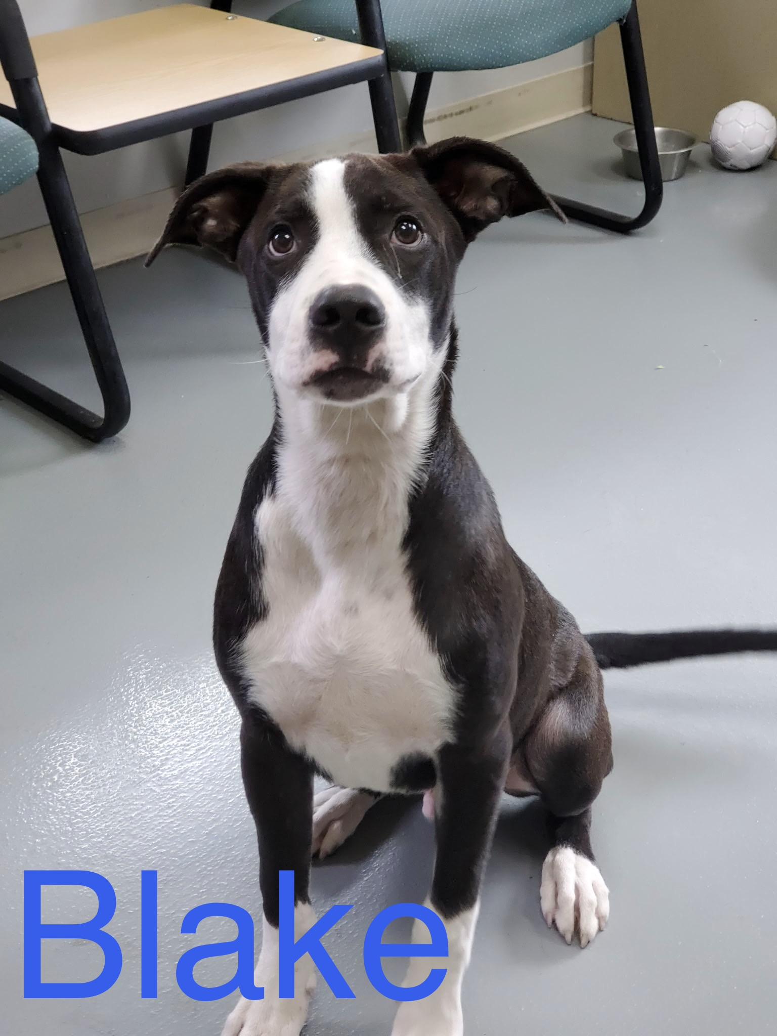 Blake, Adoptable, Puppy Male Pit Bull Terrier & Mixed Breed.