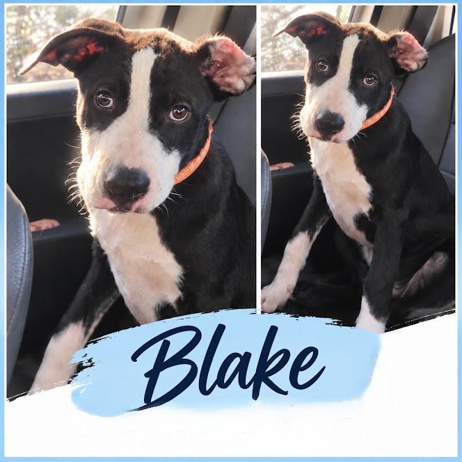 Enlarge Blake, a Adoptable mixed breed in Zimmerman, MN image 2/2