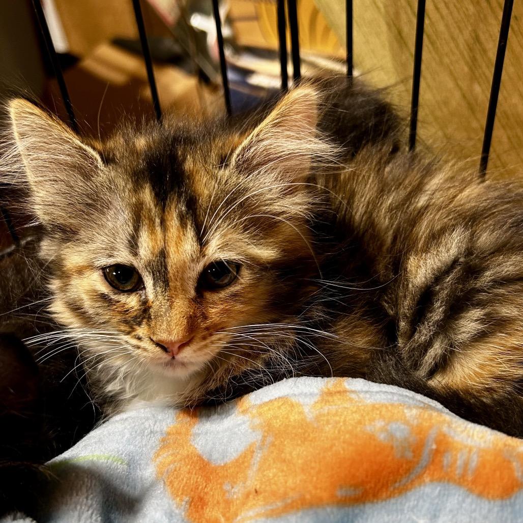 Shelby, Adoptable, Kitten Female Domestic Medium Hair.