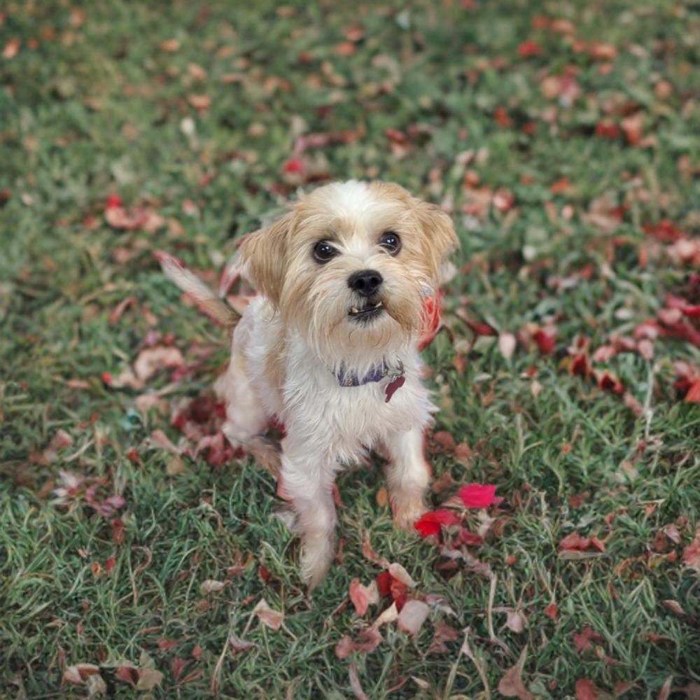 Enlarge Champ, a Adoptable Terrier in Caldwell, NJ image 2/3