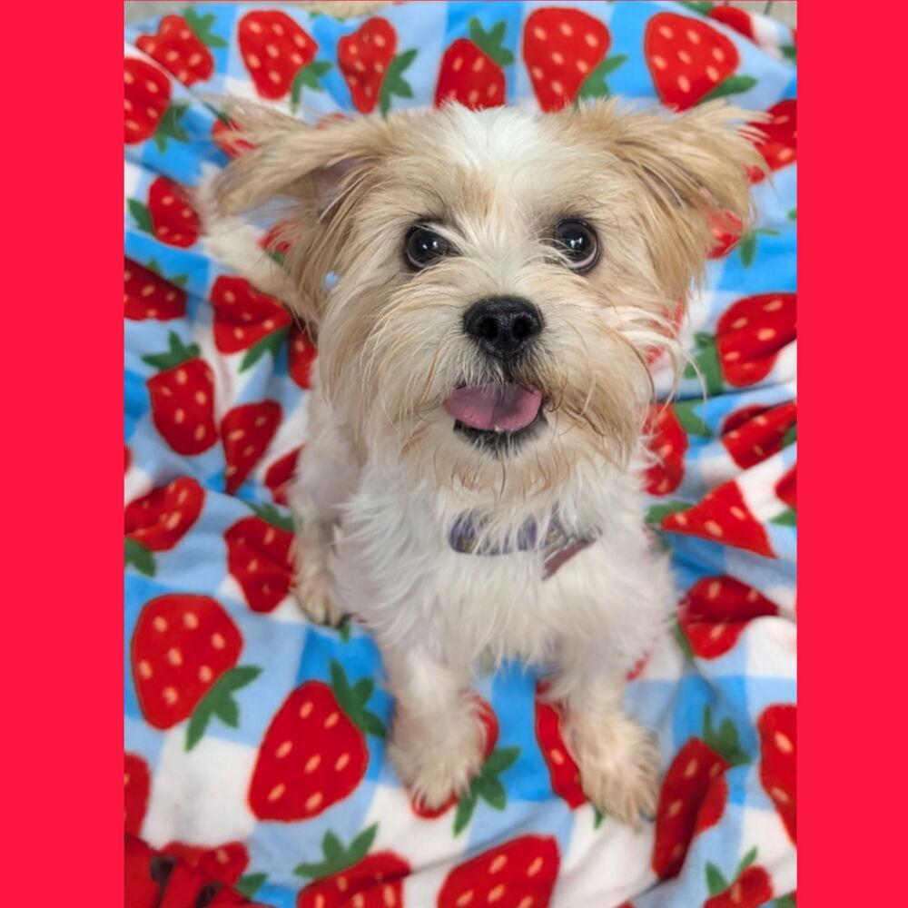 Champ, a Adoptable Terrier in Caldwell, NJ image 3/3