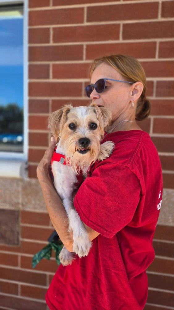 Enlarge Champ, a Adoptable Terrier in Caldwell, NJ image 3/3