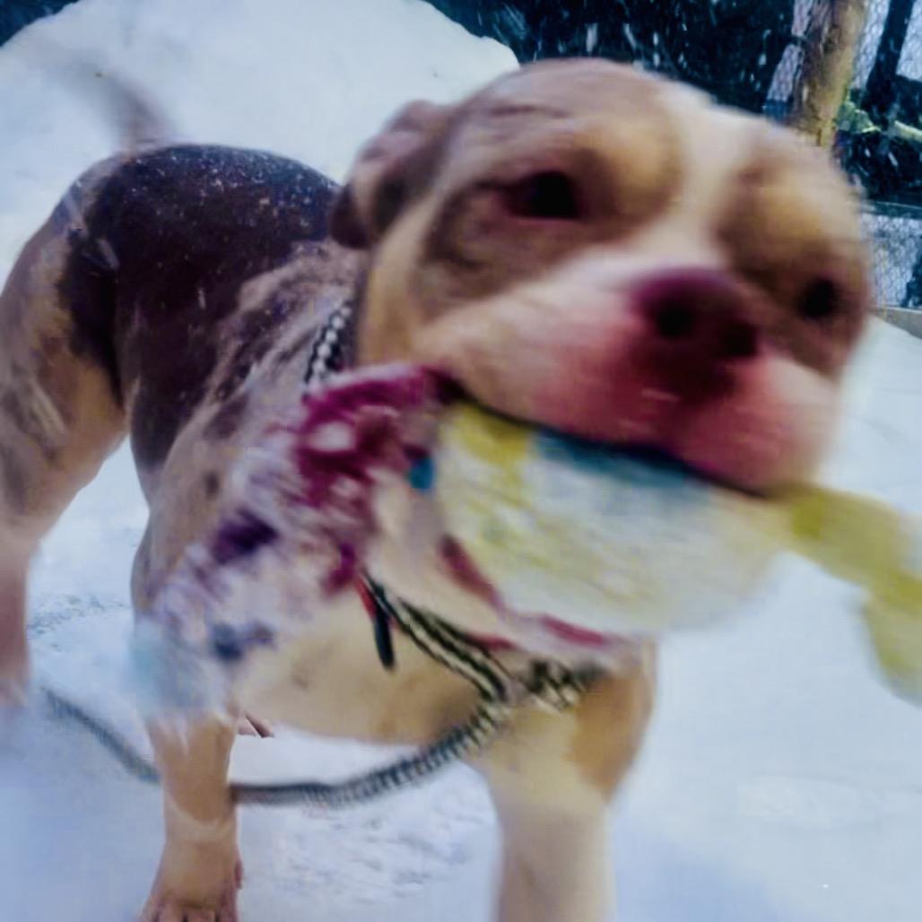 Coco XO, Adoptable, Adult Female American Bulldog & English Bulldog.