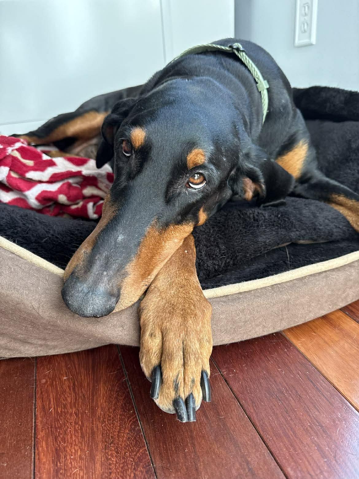 Elphaba, Adoptable, Adult Female Doberman Pinscher.