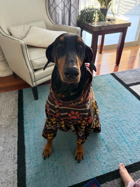 Elphaba, a Adoptable Doberman Pinscher in Morgantown, WV image 3/3