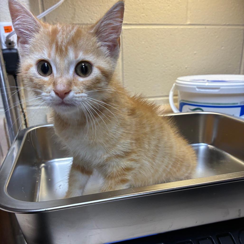 Bobby Manning, Adoptable, Kitten Male American Shorthair.