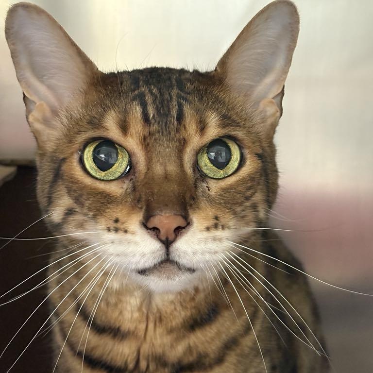 Cleo, Senior Female Bengal