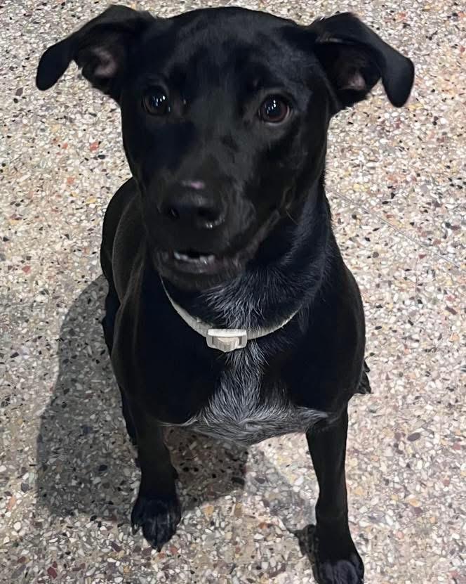 Fiona, a Adoptable mixed breed in Winder, GA image 1/3