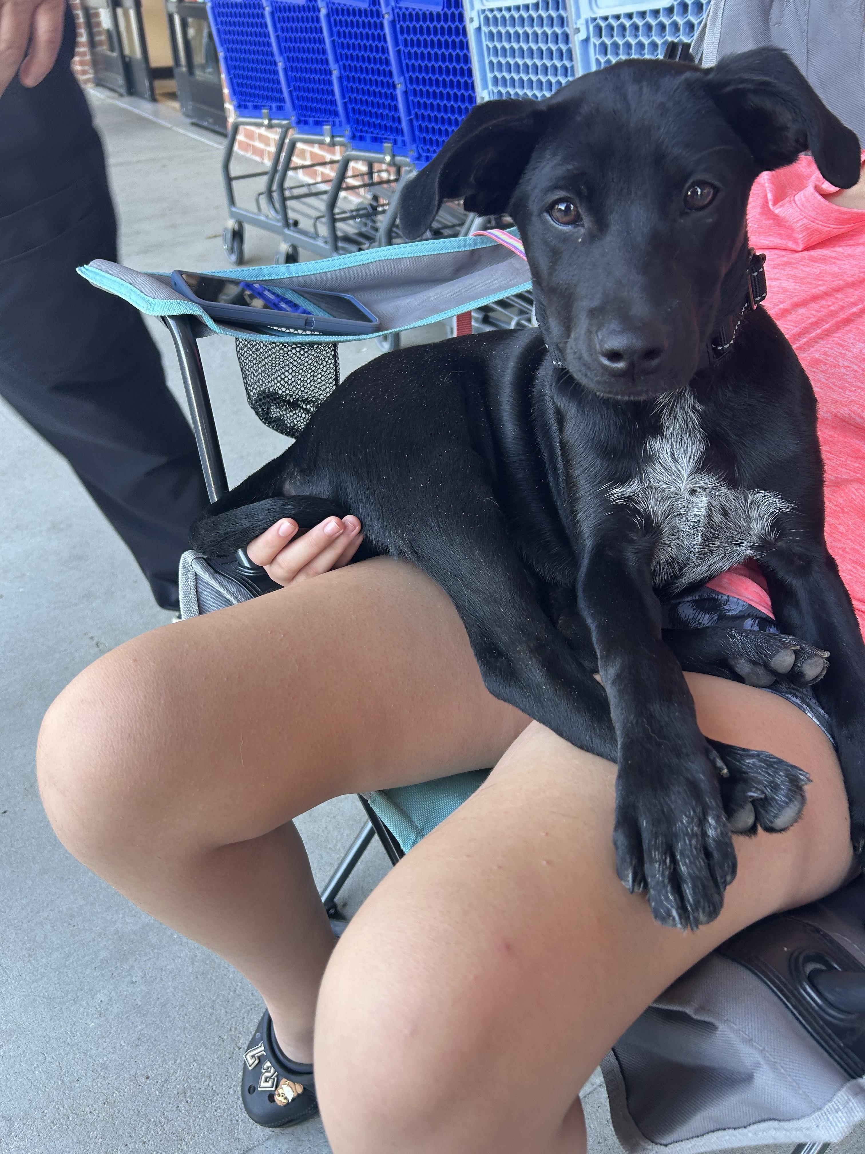 Fiona, a Adoptable mixed breed in Winder, GA image 2/3