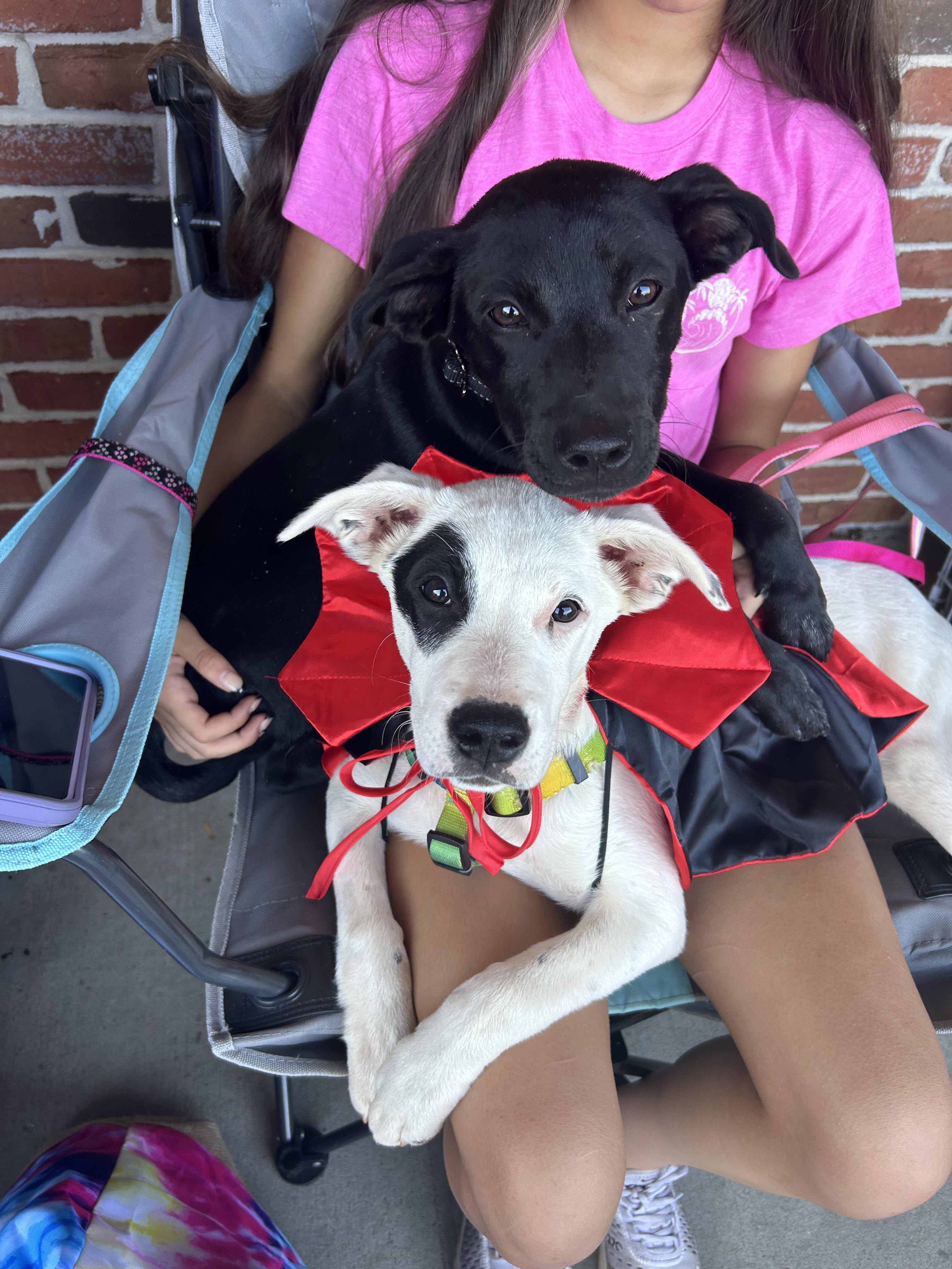 Fiona, a Adoptable mixed breed in Winder, GA image 3/3