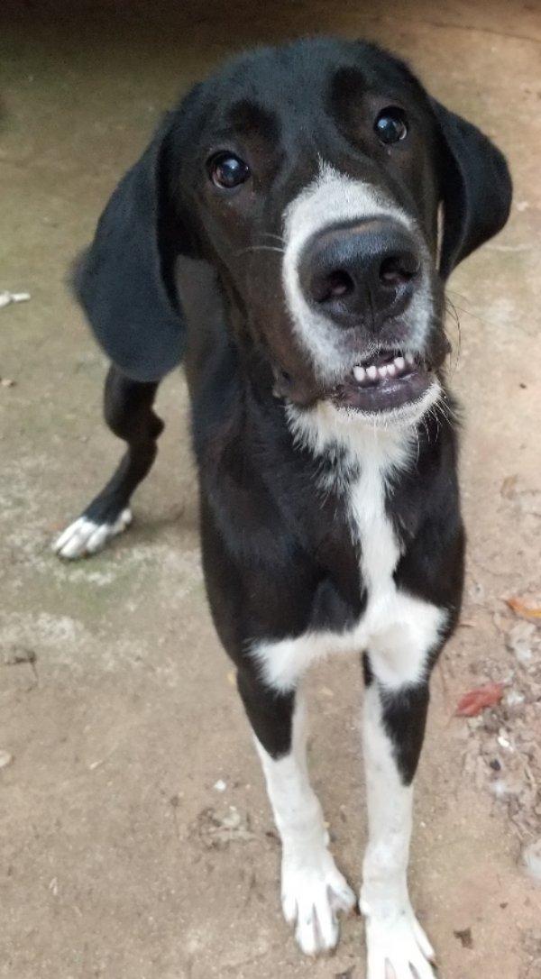 Enlarge Jaques, a Adoptable mixed breed in Greensboro, GA image 2/6