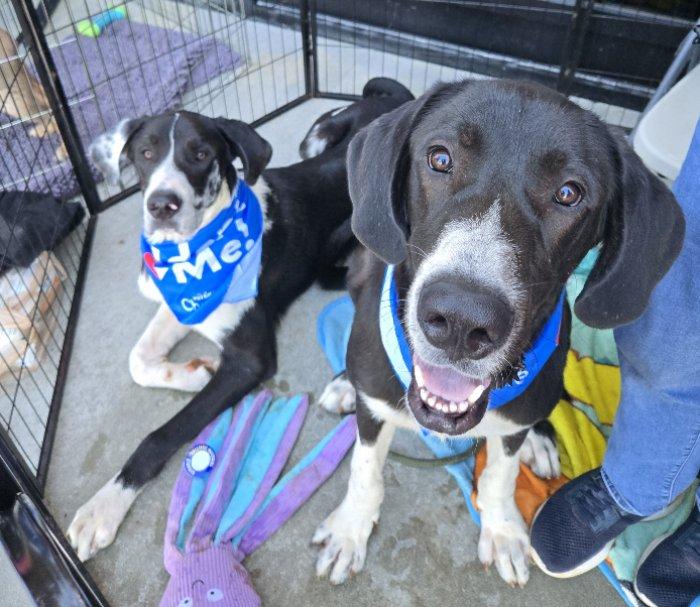 Enlarge Jaques, a Adoptable mixed breed in Greensboro, GA image 3/6
