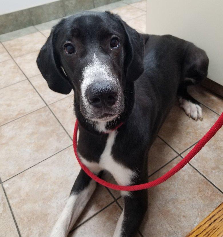 Enlarge Jaques, a Adoptable mixed breed in Greensboro, GA image 4/6