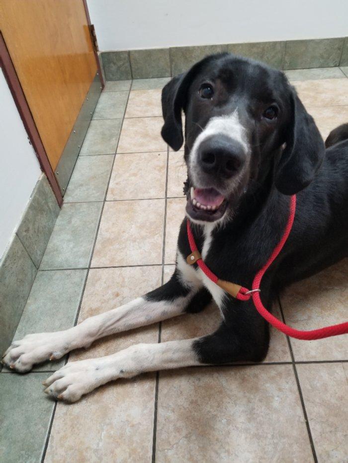 Jaques, Adoptable, Puppy Male Great Dane & Great Pyrenees.