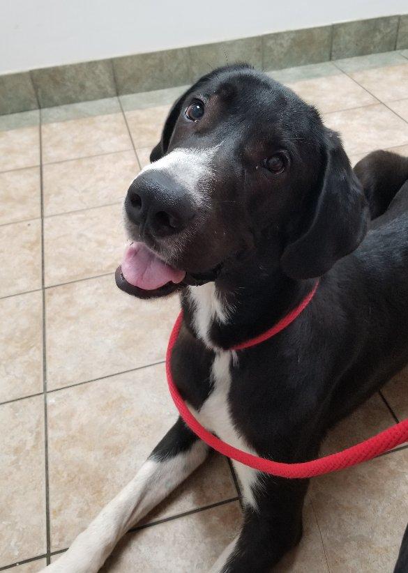 Enlarge Jaques, a Adoptable mixed breed in Greensboro, GA image 6/6
