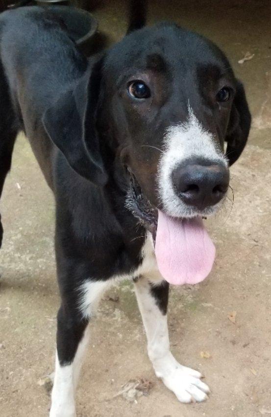 Enlarge Jaques, a Adoptable mixed breed in Greensboro, GA image 5/6
