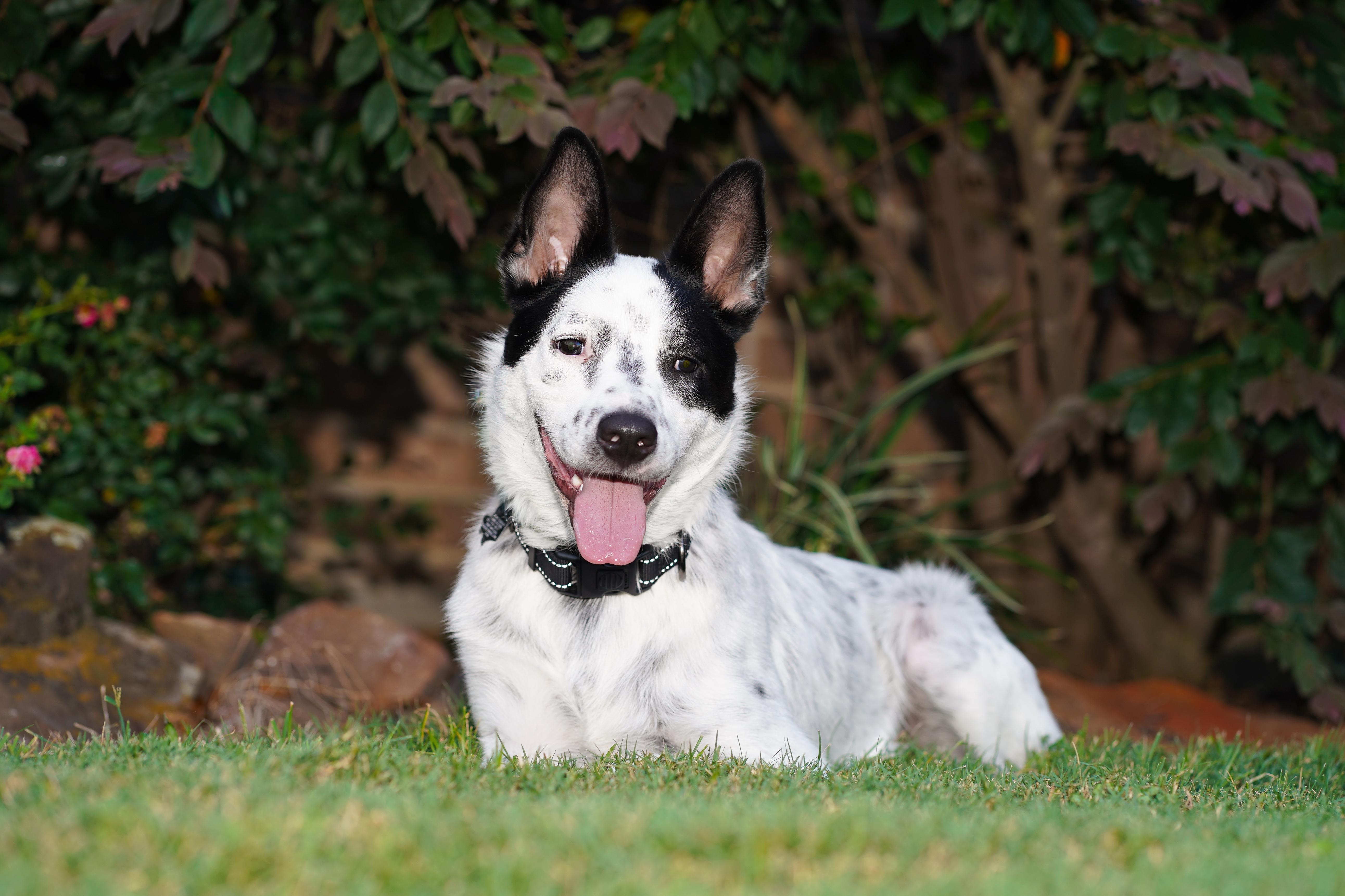 Enlarge Shiloh, a Adoptable Australian Cattle Dog / Blue Heeler in Tomball, TX image 2/6