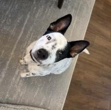 Shiloh, a Adoptable Australian Cattle Dog / Blue Heeler in Tomball, TX image 2/6