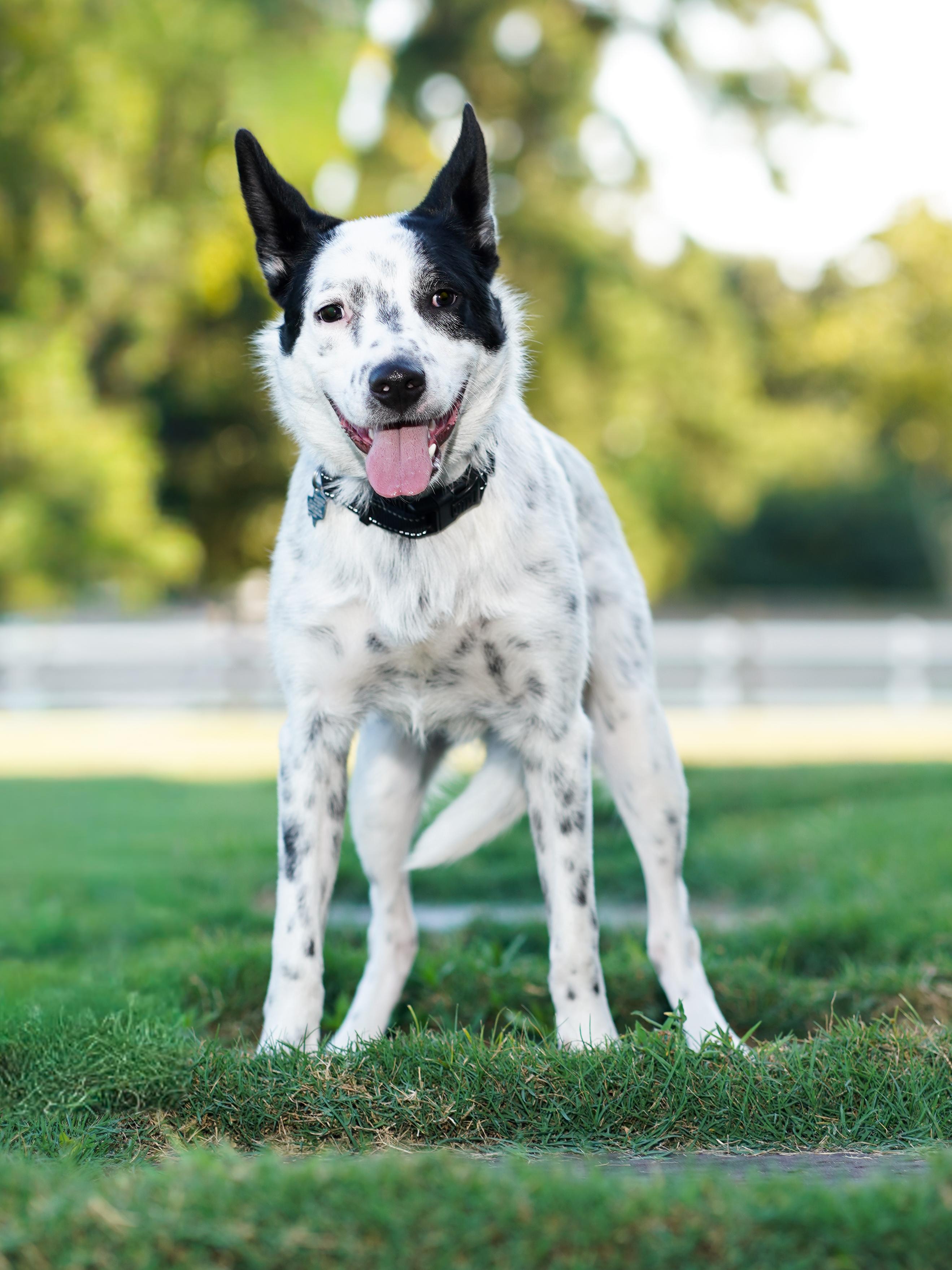 Enlarge Shiloh, a Adoptable Australian Cattle Dog / Blue Heeler in Tomball, TX image 5/6