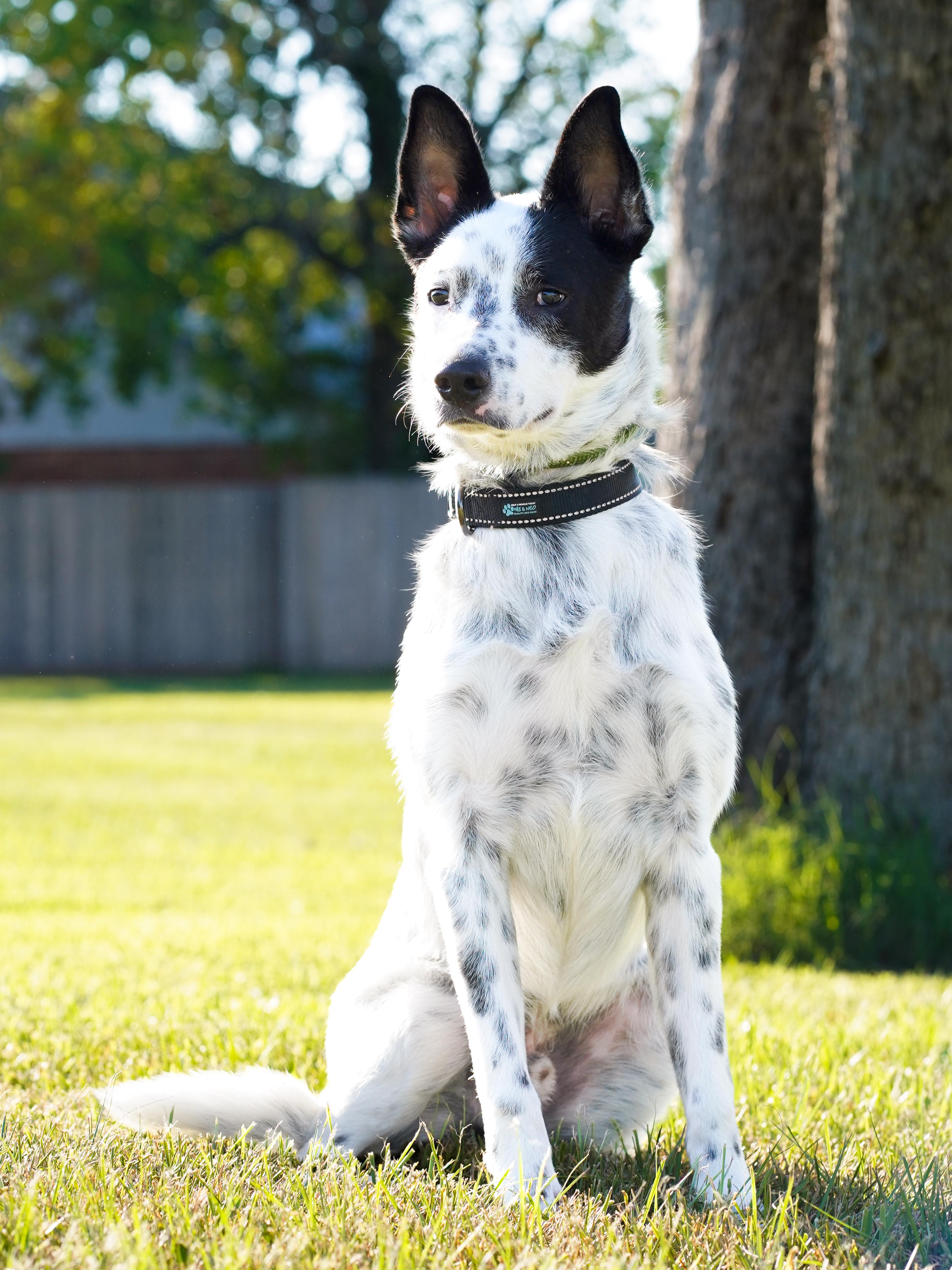 Enlarge Shiloh, a Adoptable Australian Cattle Dog / Blue Heeler in Tomball, TX image 4/6