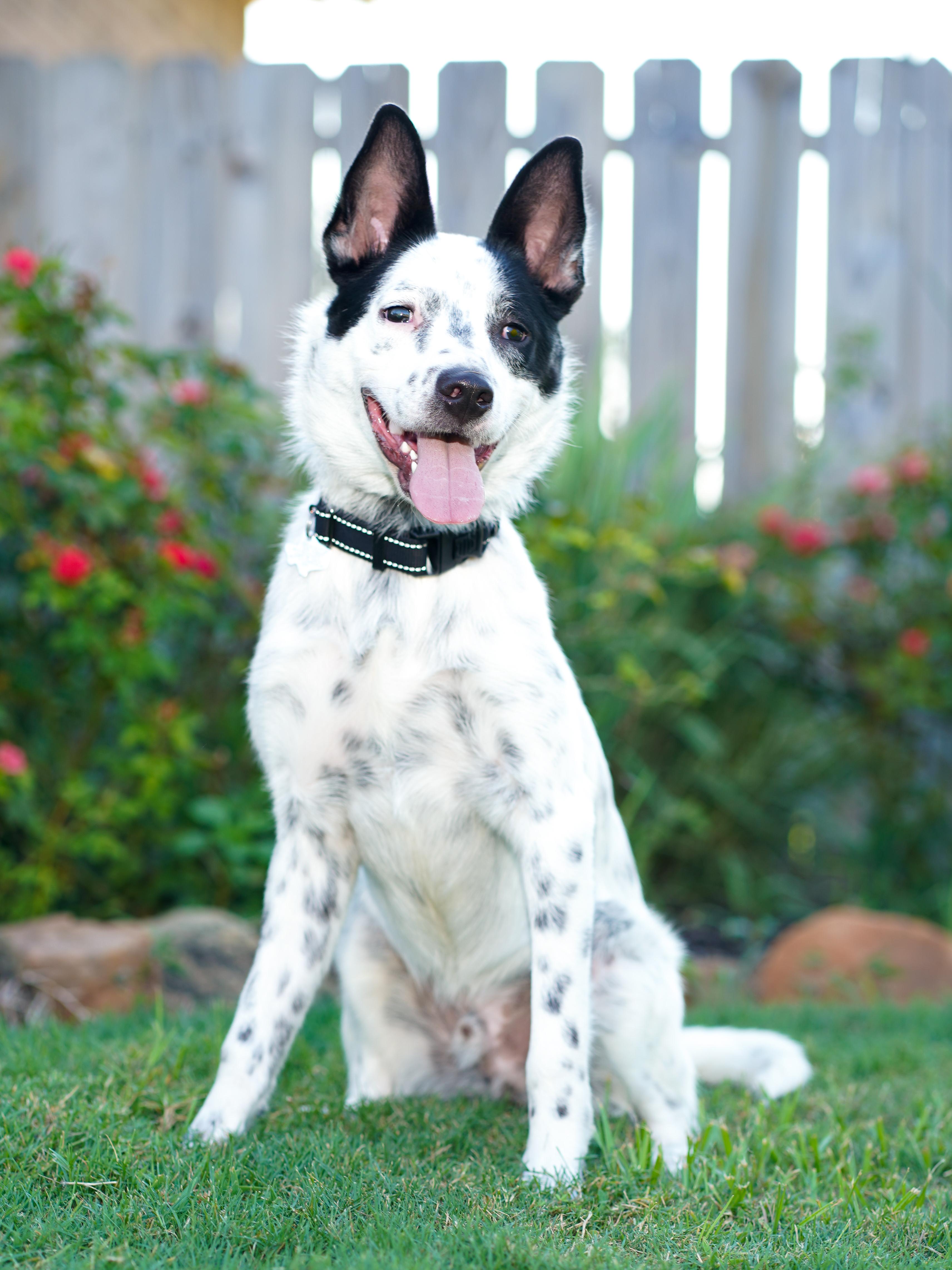 Enlarge Shiloh, a Adoptable Australian Cattle Dog / Blue Heeler in Tomball, TX image 1/6