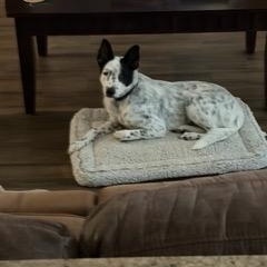 Shiloh, a Adoptable Australian Cattle Dog / Blue Heeler in Tomball, TX image 1/6