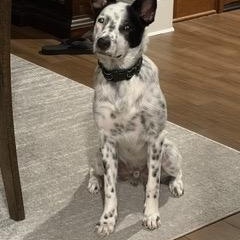 Shiloh, a Adoptable Australian Cattle Dog / Blue Heeler in Tomball, TX image 4/6