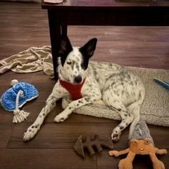 Shiloh, a Adoptable Australian Cattle Dog / Blue Heeler in Tomball, TX image 5/6