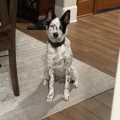 Shiloh, a Adoptable Australian Cattle Dog / Blue Heeler in Tomball, TX image 3/6