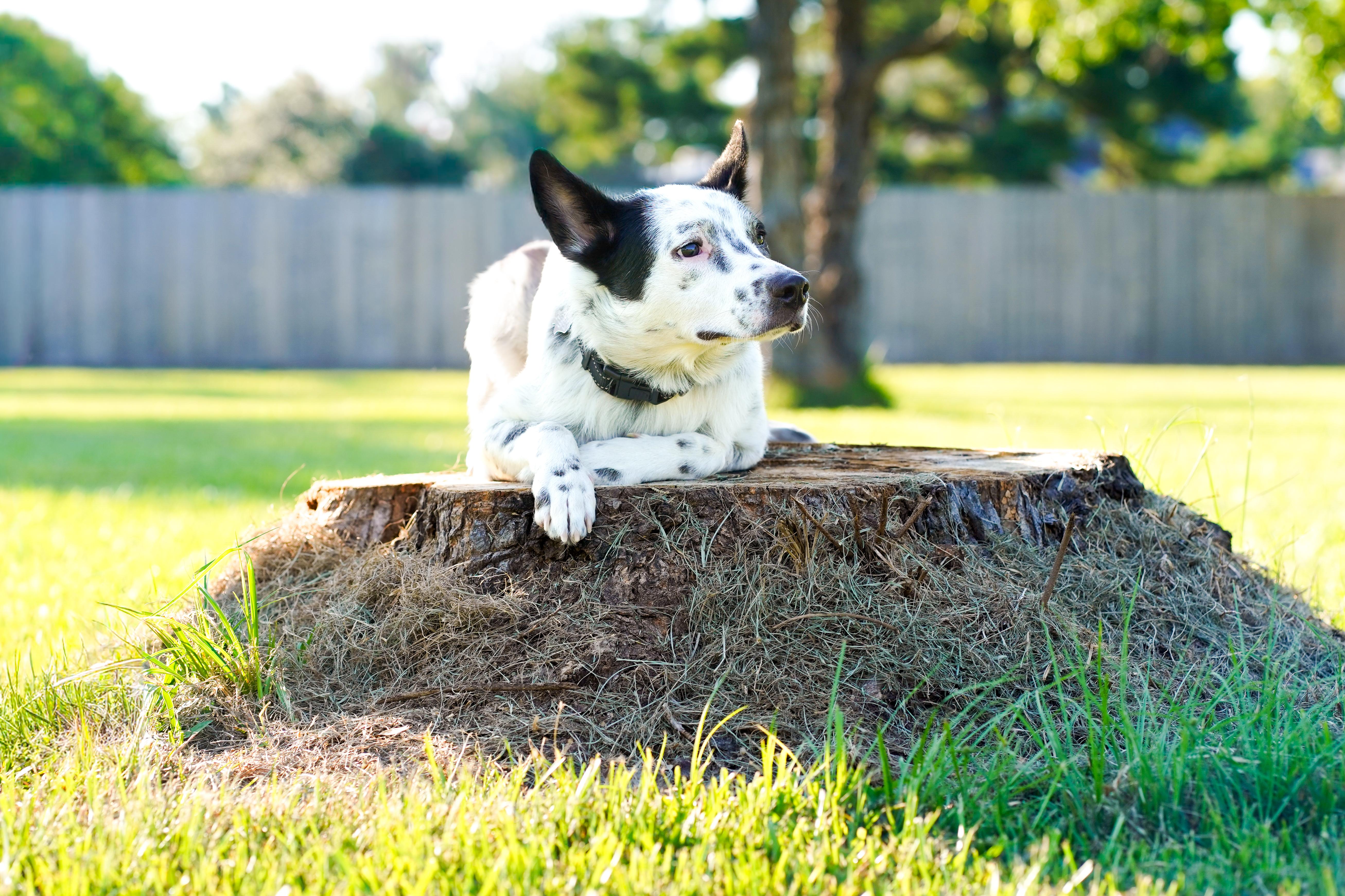 Enlarge Shiloh, a Adoptable Australian Cattle Dog / Blue Heeler in Tomball, TX image 3/6