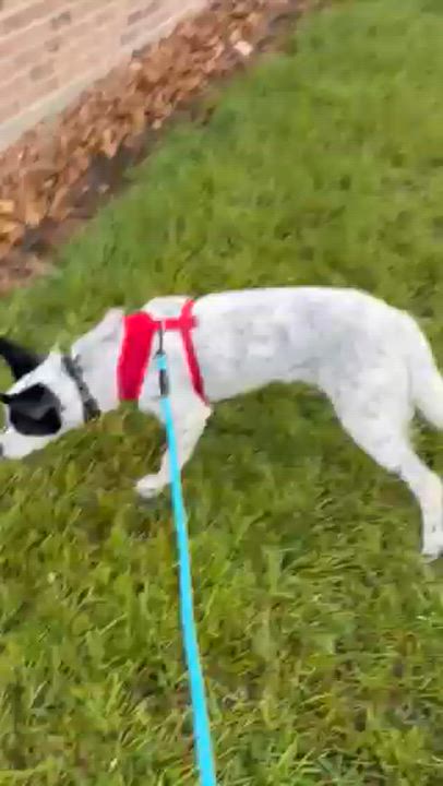 Enlarge Shiloh, a Adoptable Australian Cattle Dog / Blue Heeler in Tomball, TX video 6/6
