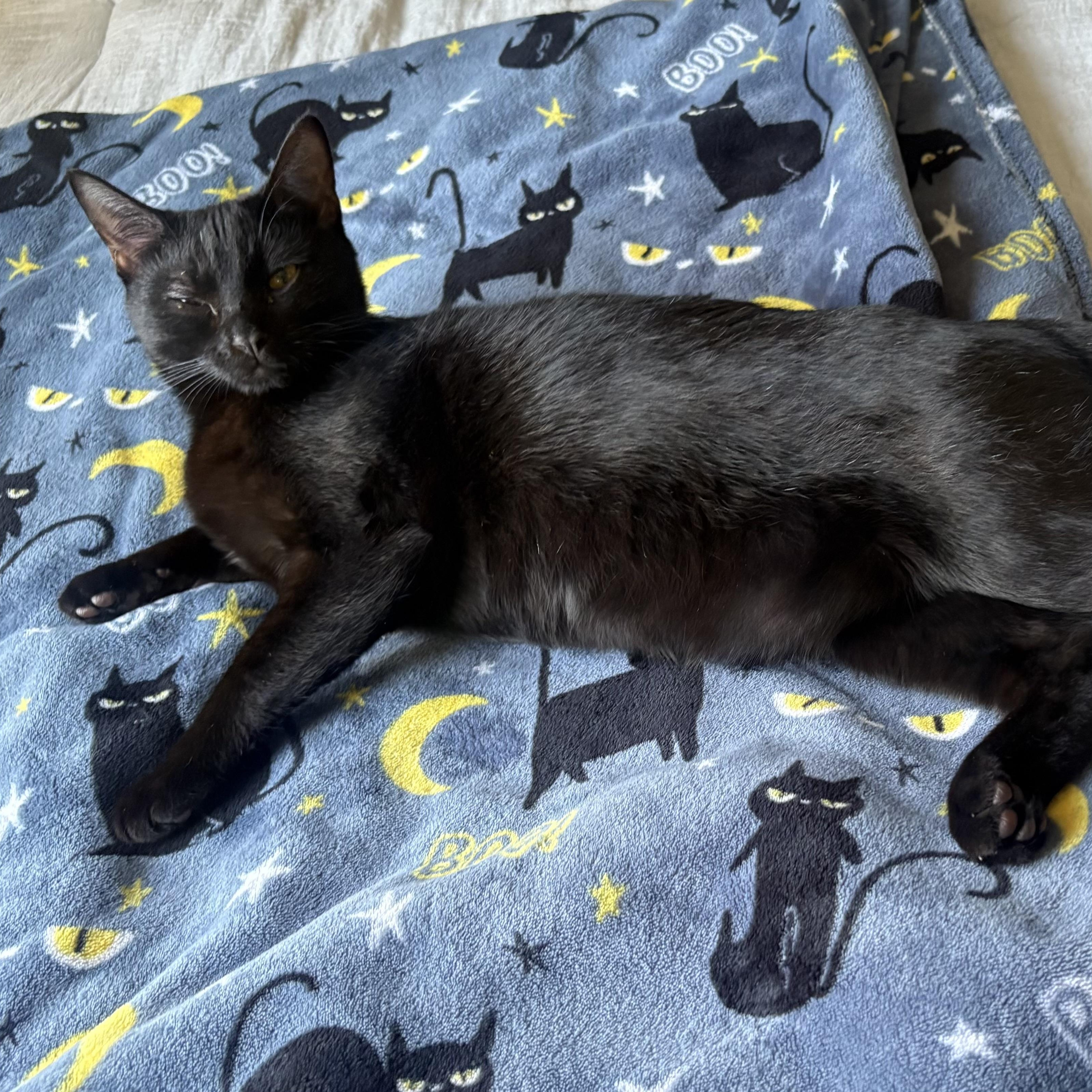 Enlarge Slinky, a Adopted Domestic Short Hair in Los Angeles, CA image 3/6
