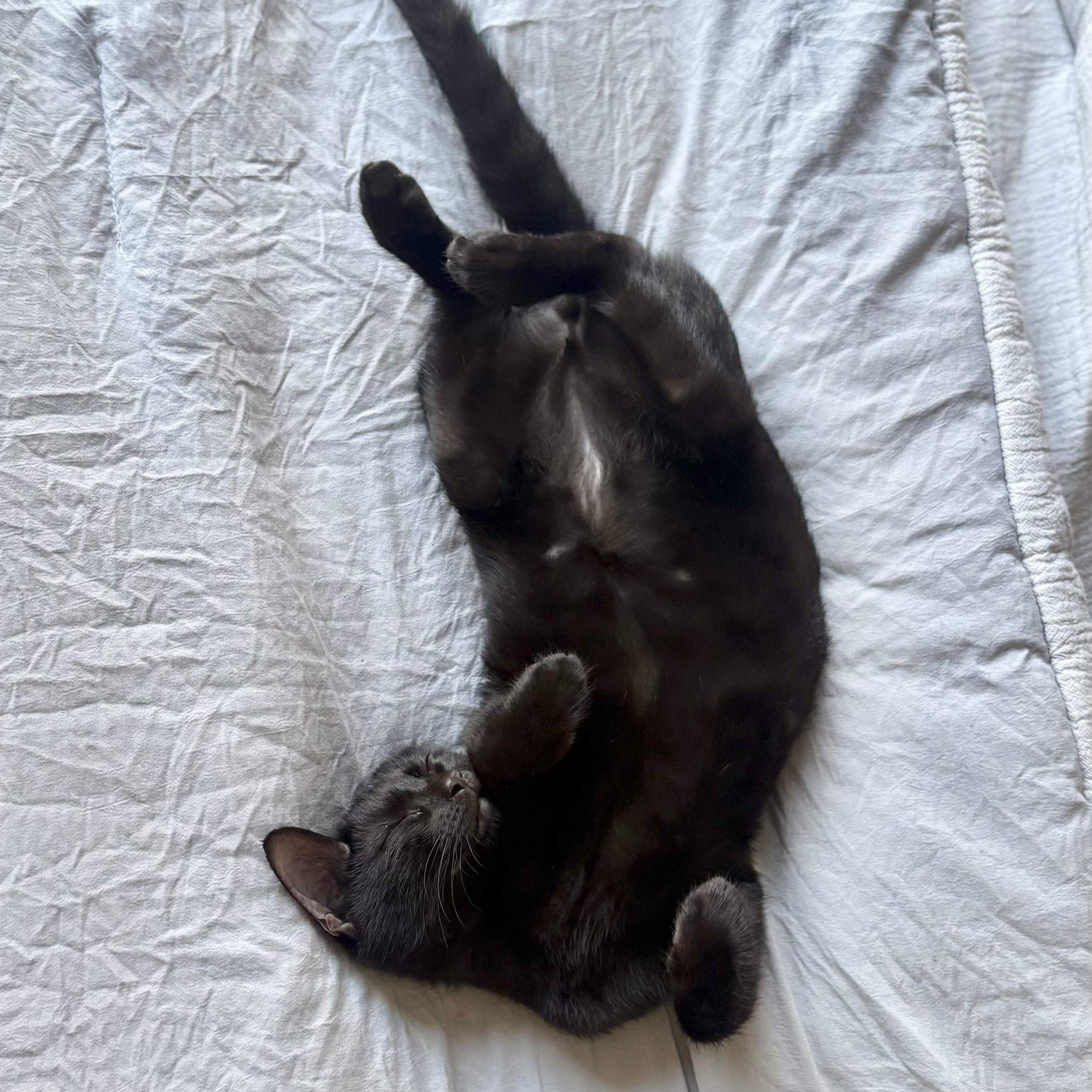 Enlarge Slinky, a Adopted Domestic Short Hair in Los Angeles, CA image 4/6