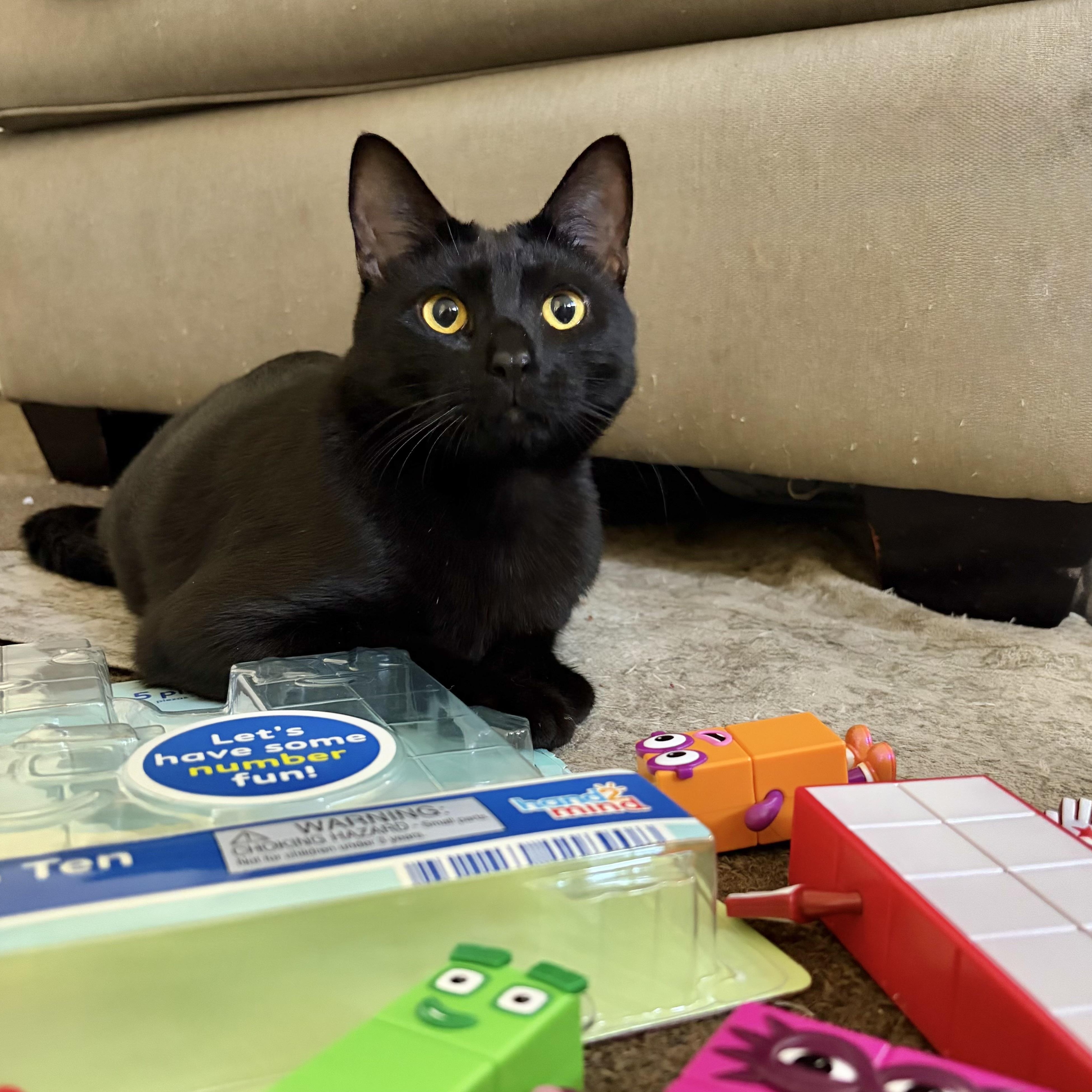 Enlarge Slinky, a Adopted Domestic Short Hair in Los Angeles, CA image 6/6