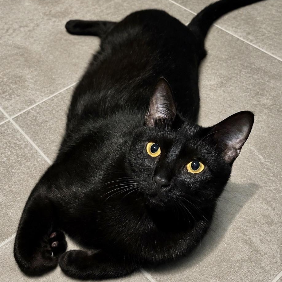Enlarge Slinky, a Adopted Domestic Short Hair in Los Angeles, CA image 5/6