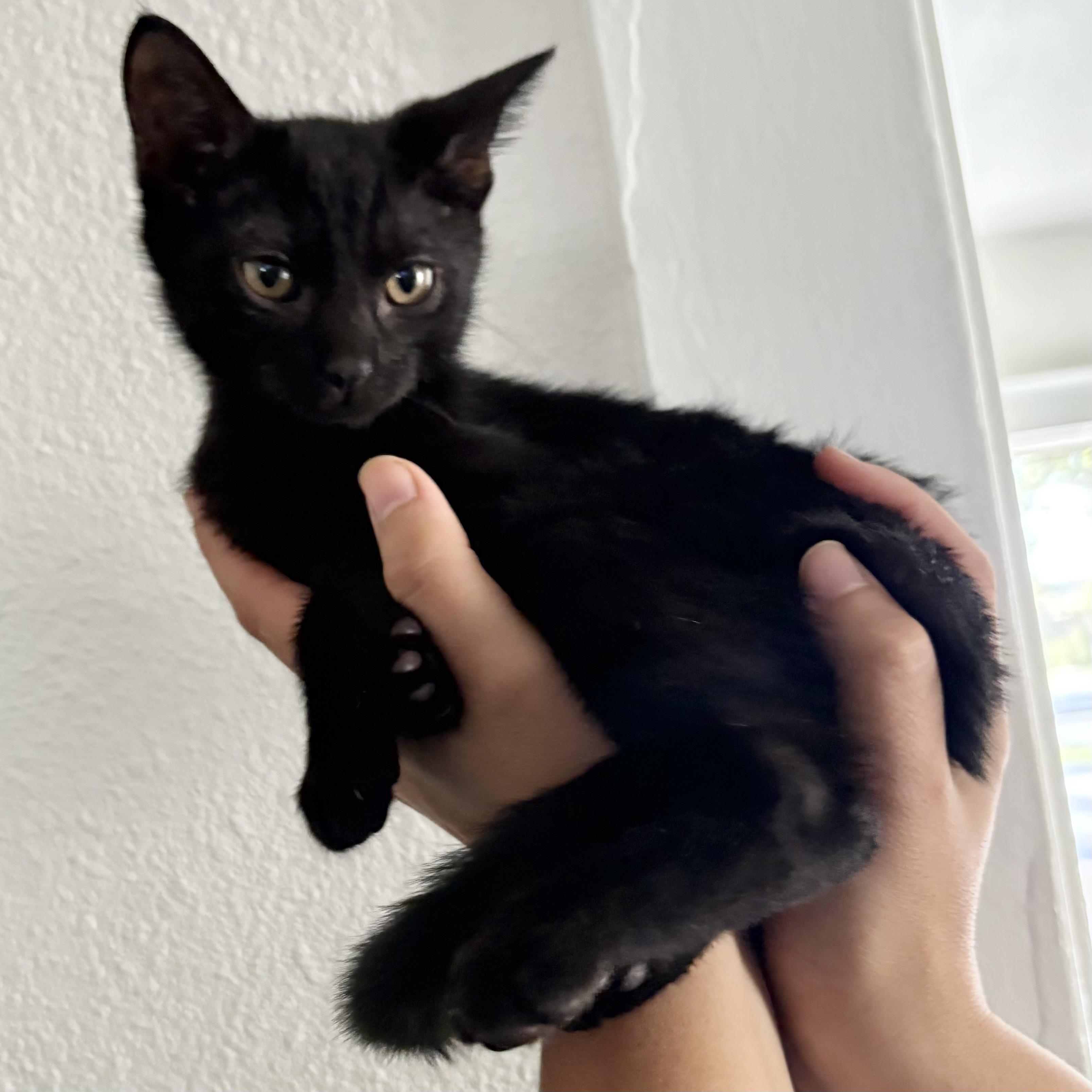 Enlarge Slinky, a Adopted Domestic Short Hair in Los Angeles, CA image 2/6