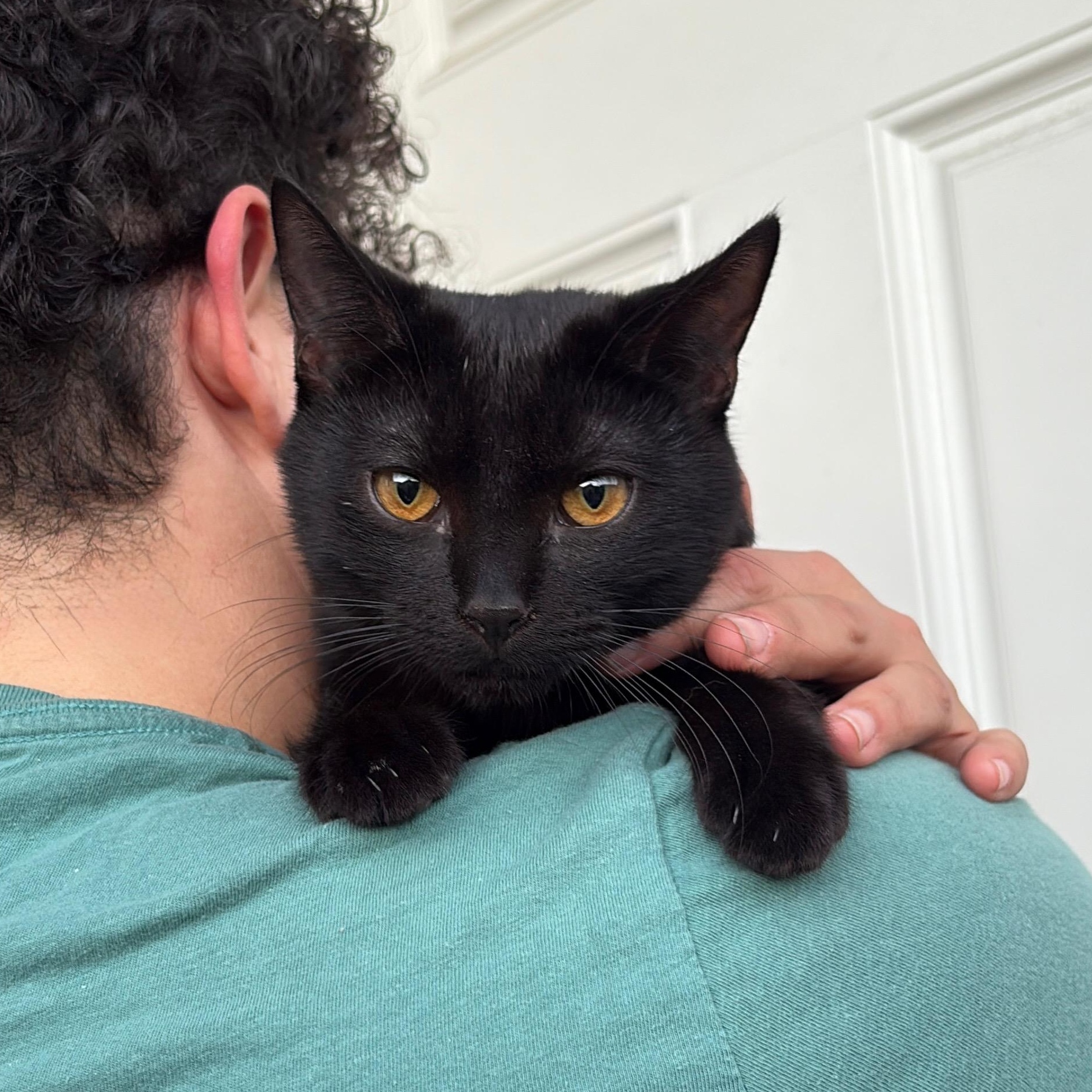 Slinky, Adopted, Young Male Domestic Short Hair.