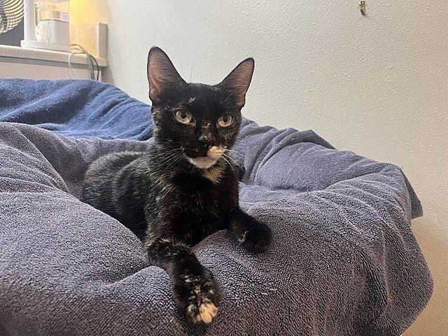 Tian the Protector, Adoptable, Young Female Domestic Short Hair.