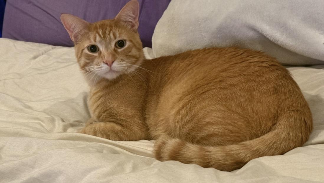 Dash, Adoptable, Adult Male Domestic Short Hair.
