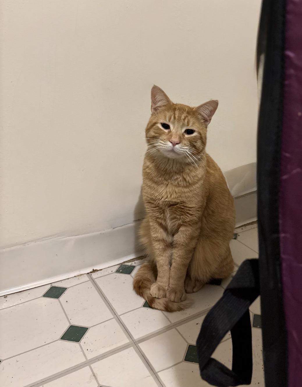 Dash, a Adoptable Domestic Short Hair in Nutley, NJ image 3/3