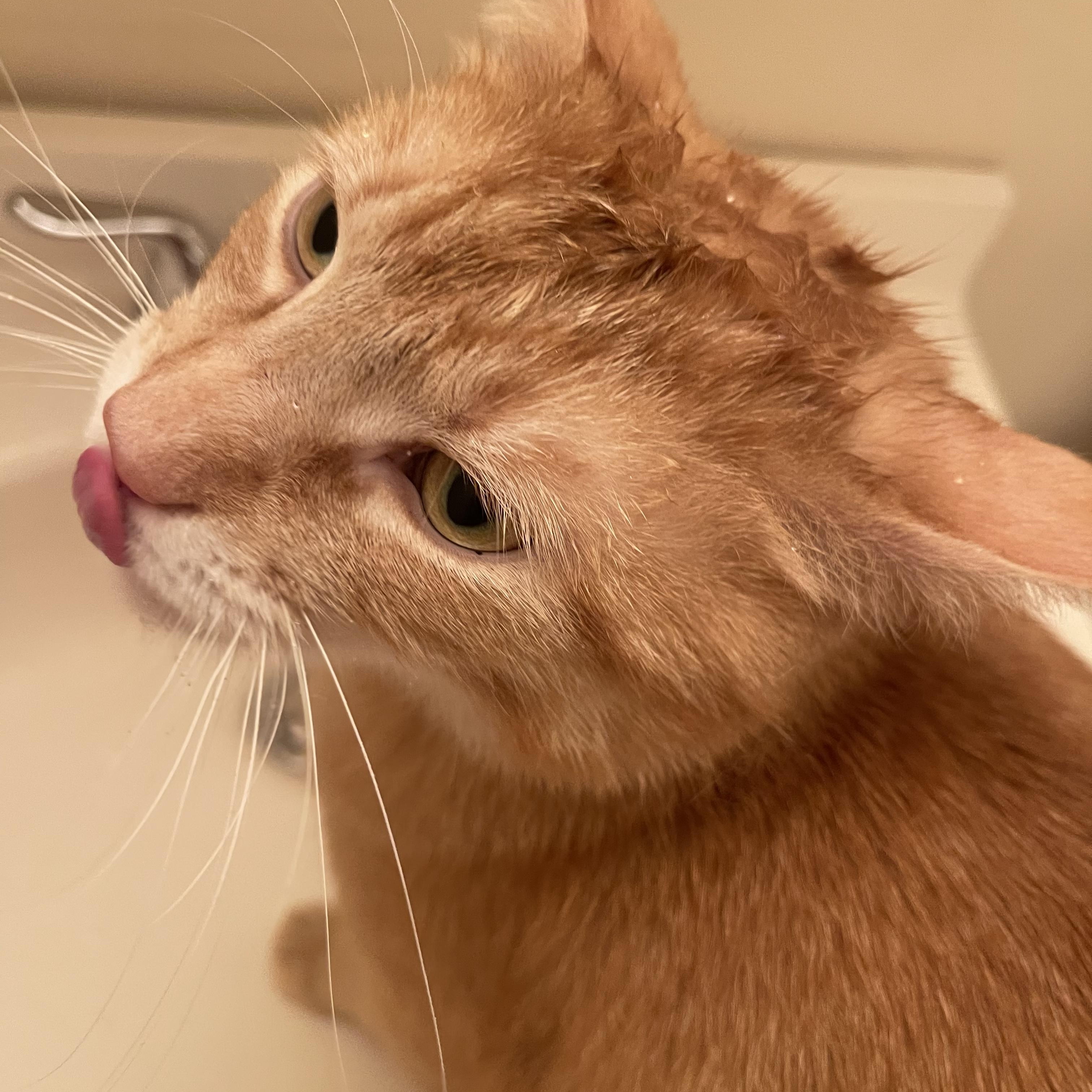 Dash, a Adoptable Domestic Short Hair in Nutley, NJ image 2/3