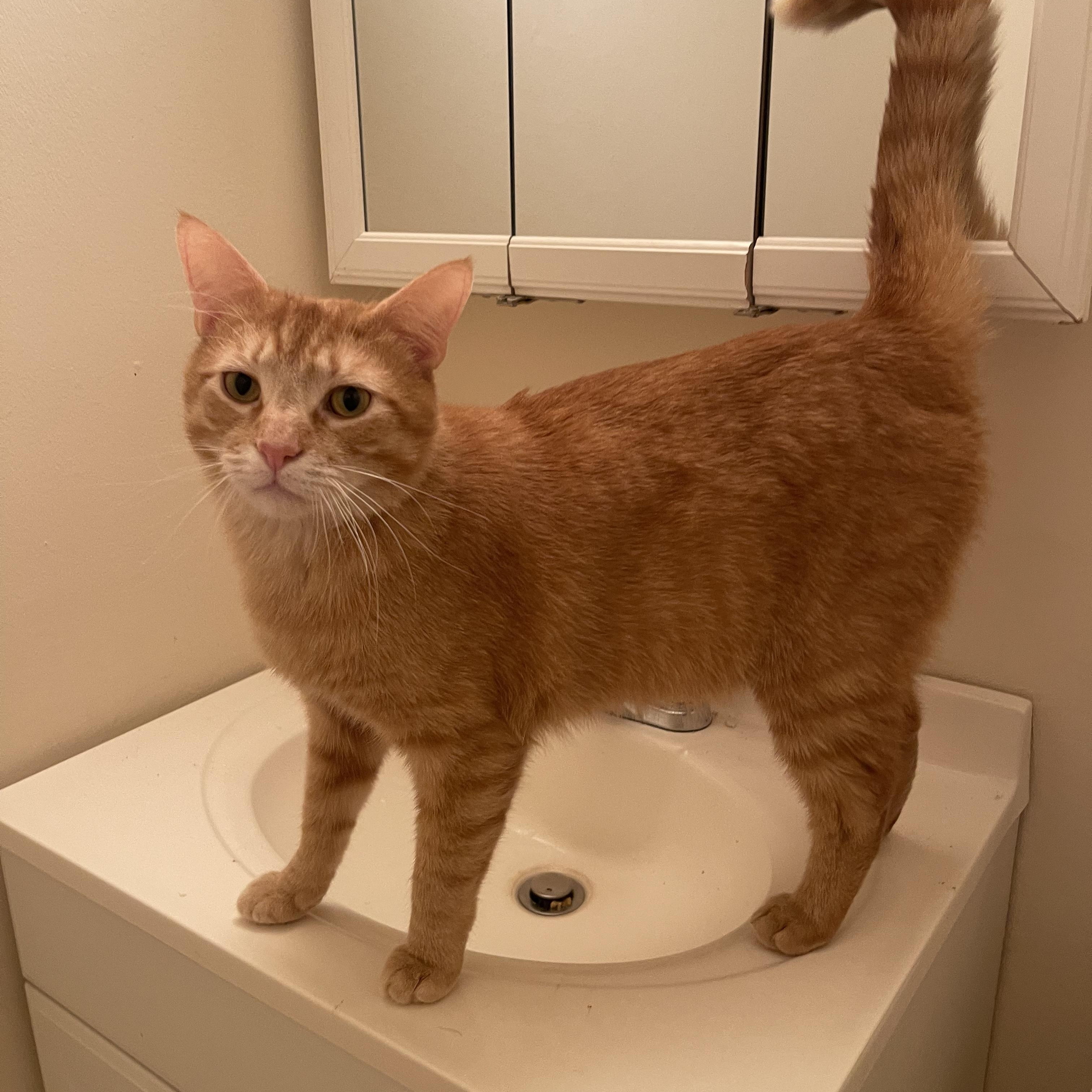 Dash, Adoptable, Adult Male Domestic Short Hair.