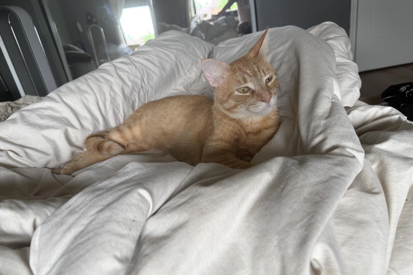 Enlarge Dash, a Adoptable Domestic Short Hair in Nutley, NJ image 6/6