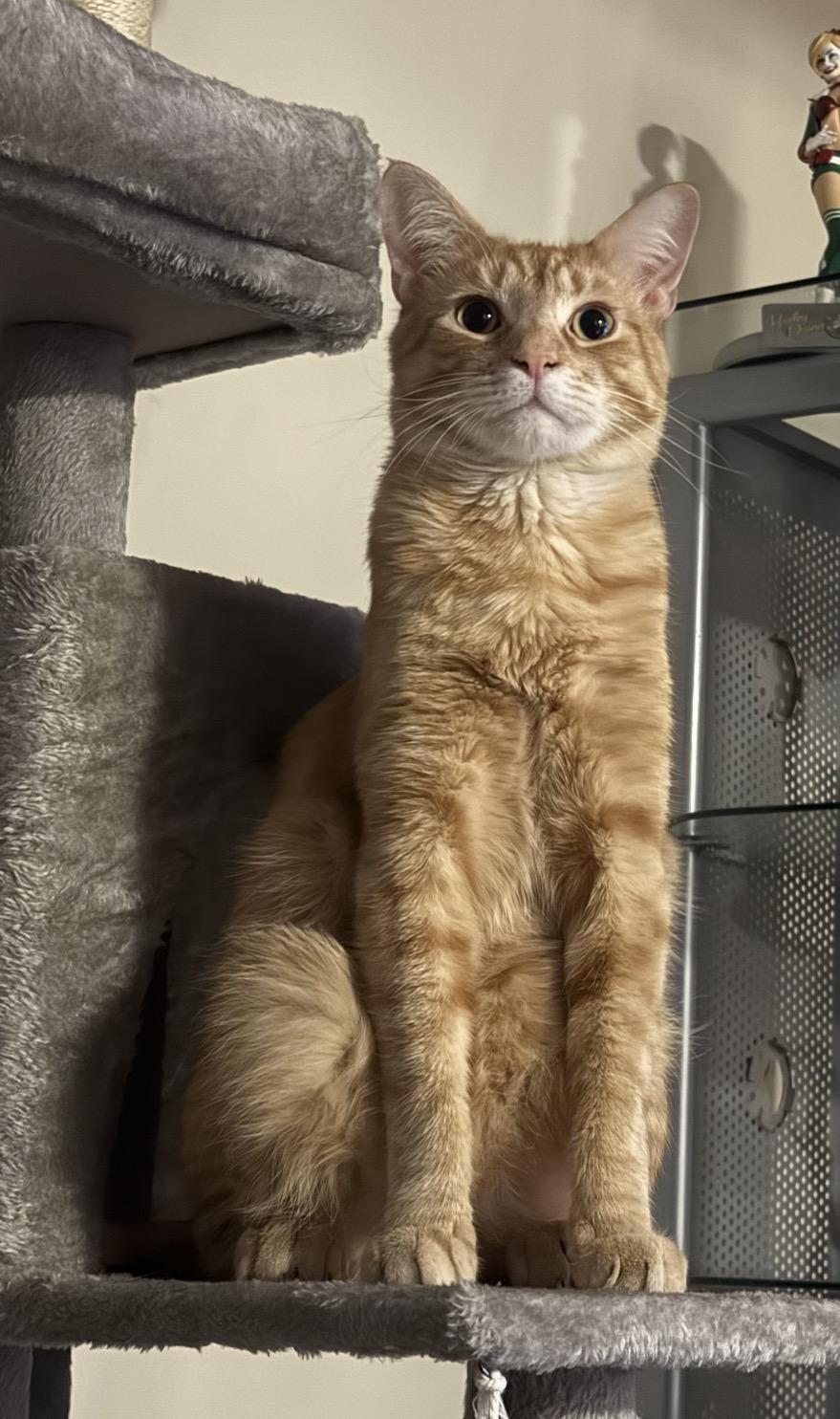 Enlarge Dash, a Adoptable Domestic Short Hair in Nutley, NJ image 5/6